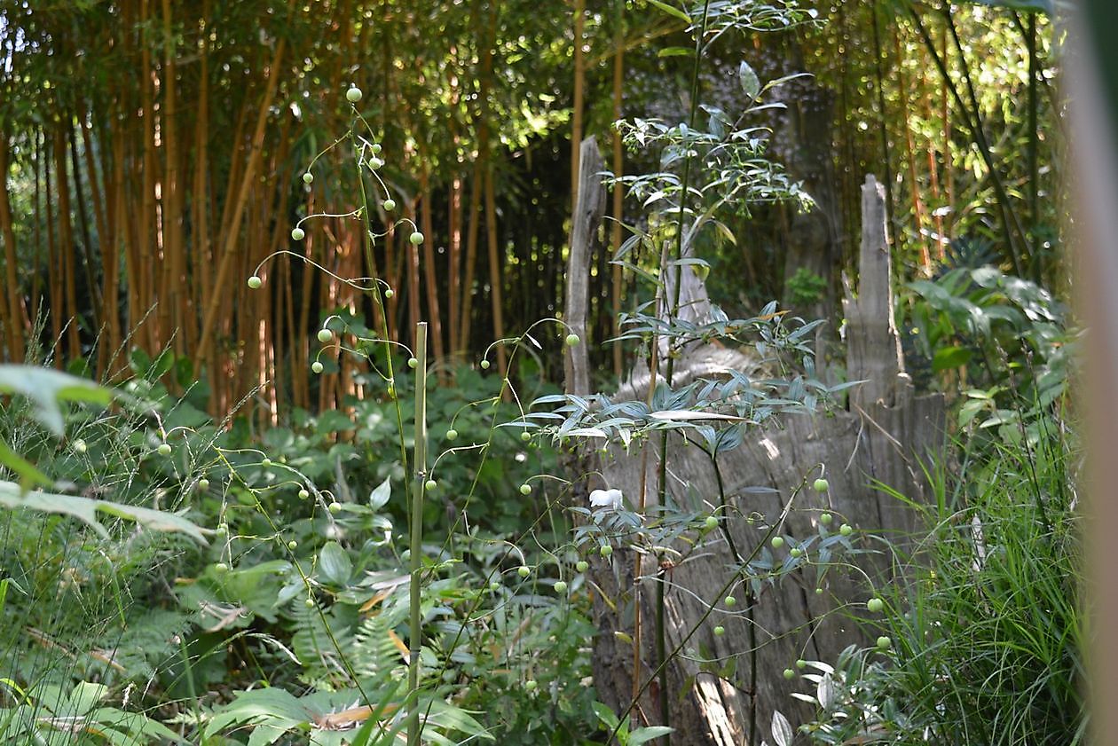 Kwekerij en Kijktuin Aan de Dijk - Het Tuinpad Op / In Nachbars Garten