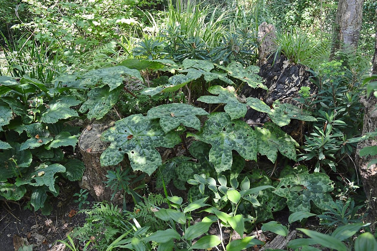 Kwekerij en Kijktuin Aan de Dijk - Het Tuinpad Op / In Nachbars Garten