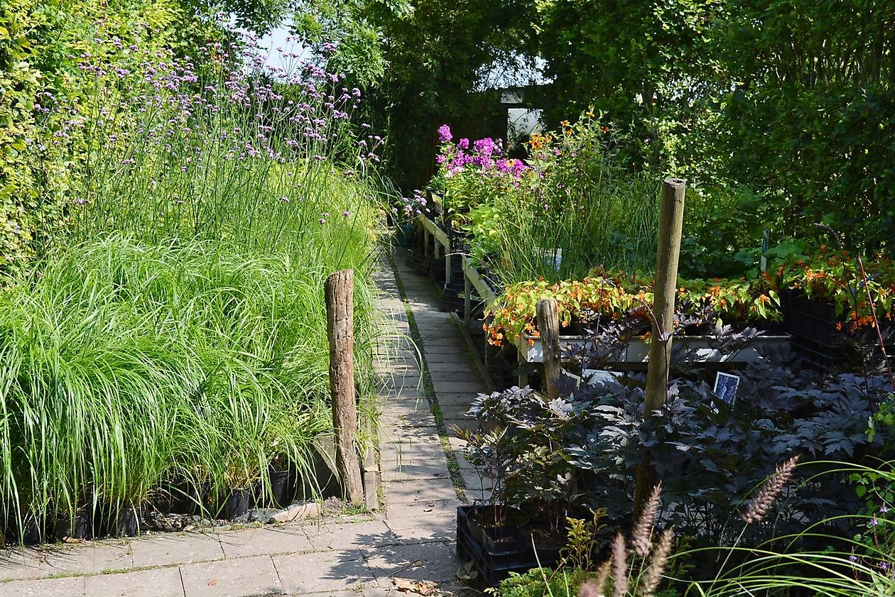 Kwekerij en Kijktuin Aan de Dijk - Het Tuinpad Op / In Nachbars Garten