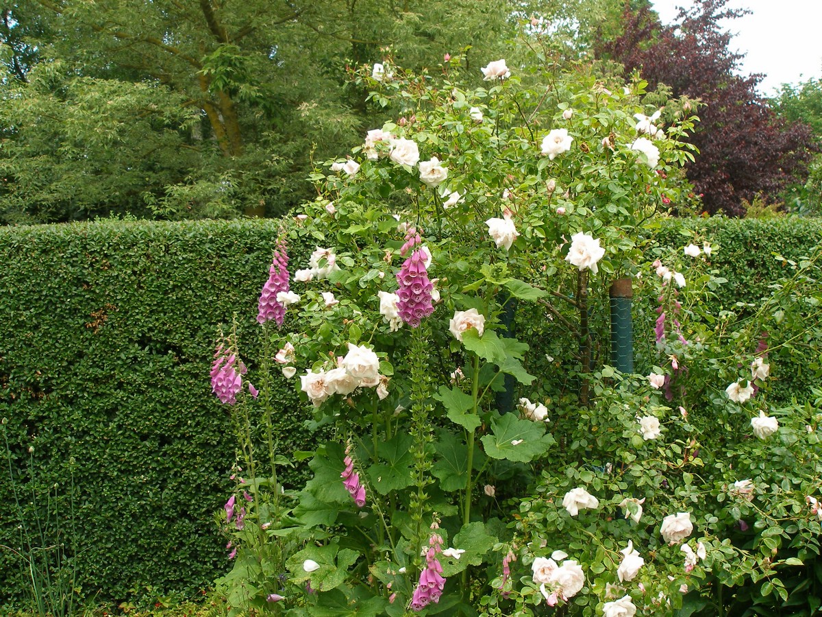 Arns Gartenidylle - Het Tuinpad Op / In Nachbars Garten