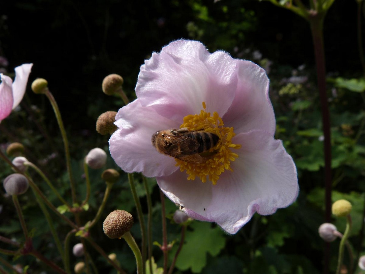 Naturgarten Naschke - Het Tuinpad Op / In Nachbars Garten