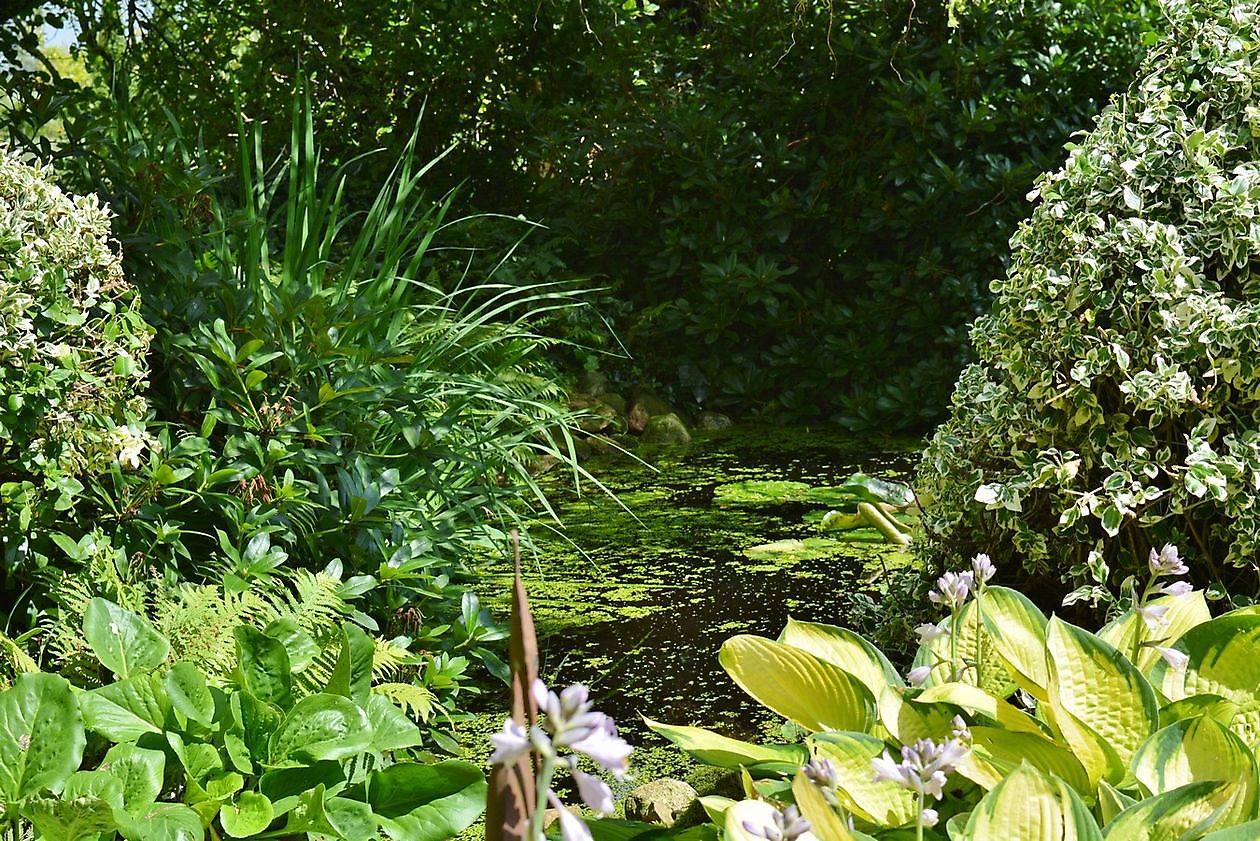 Cocky Stottelaar - Het Tuinpad Op / In Nachbars Garten