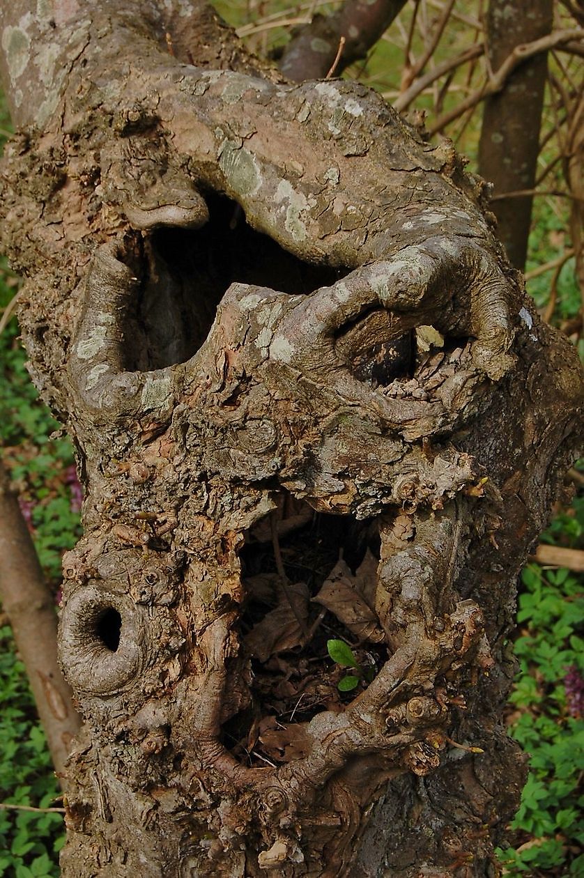 Domies Toen - Het Tuinpad Op / In Nachbars Garten