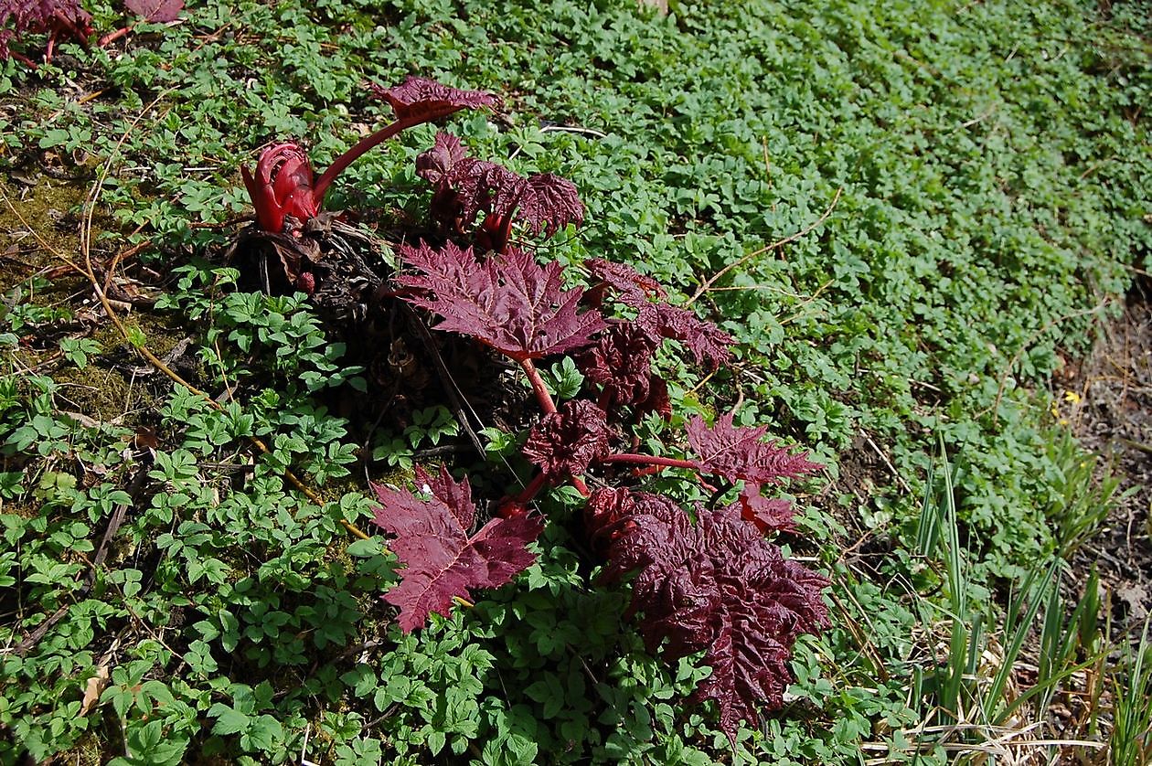 Domies Toen - Het Tuinpad Op / In Nachbars Garten