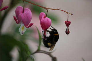 Tuin Meyer - Het Tuinpad Op / In Nachbars Garten