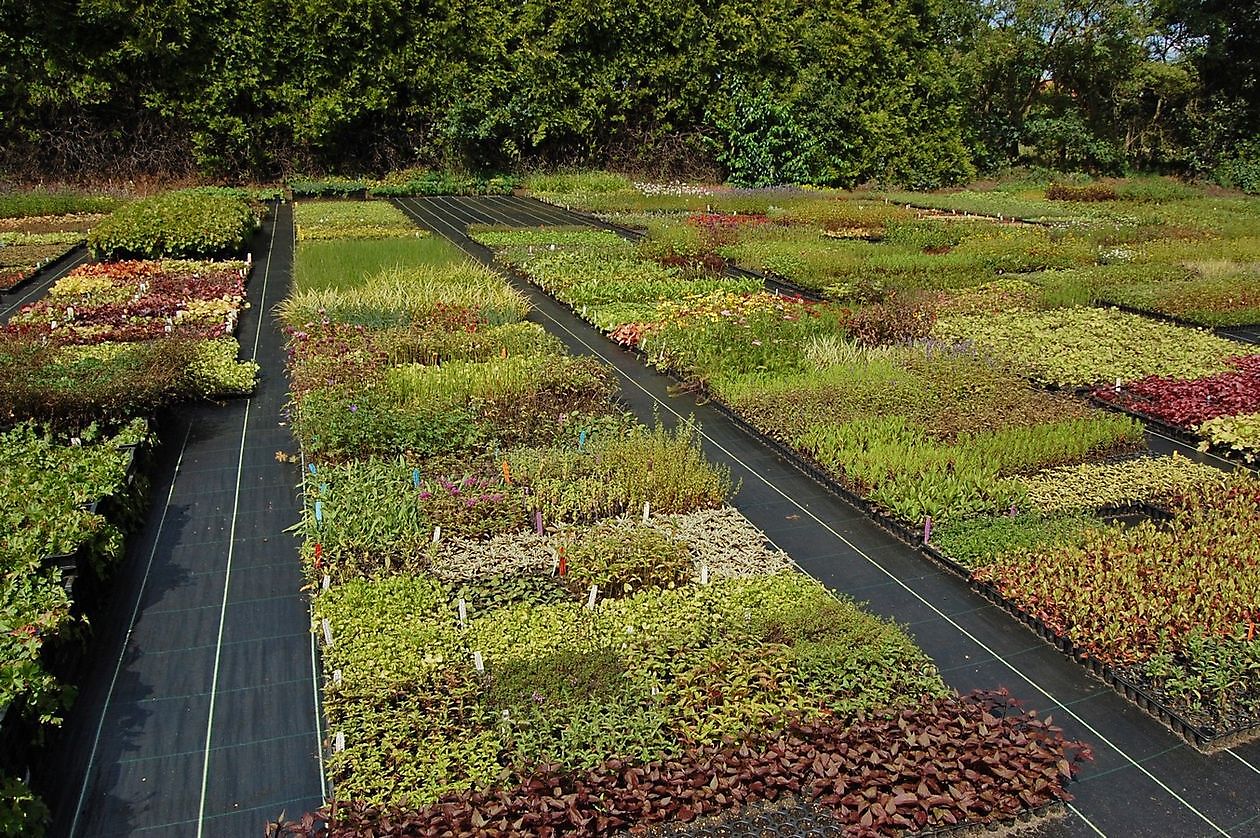 Kwekerij Mühring - Het Tuinpad Op / In Nachbars Garten