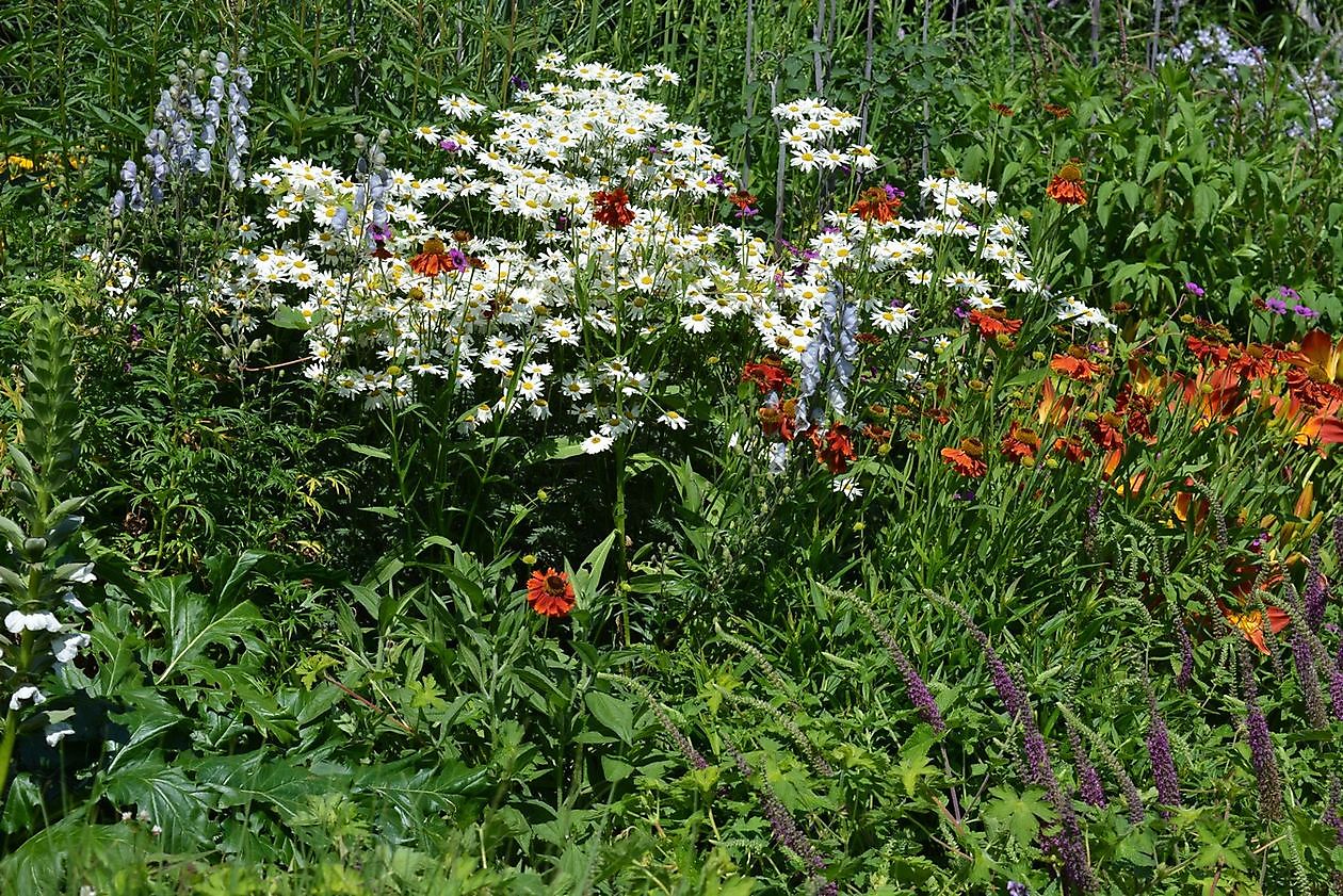 Kwekerij Jacobs - Het Tuinpad Op / In Nachbars Garten