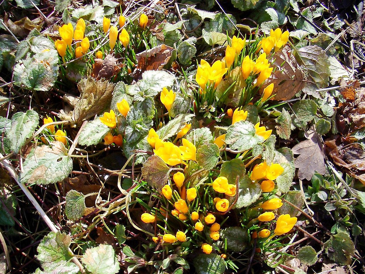 Christa Welling - Het Tuinpad Op / In Nachbars Garten