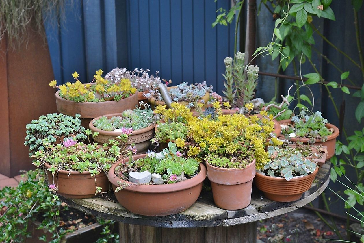 Moorjuwel - Het Tuinpad Op / In Nachbars Garten