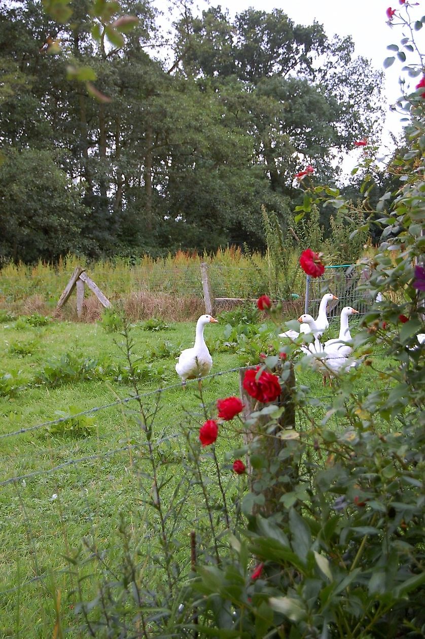 Tuin Simon - Het Tuinpad Op / In Nachbars Garten