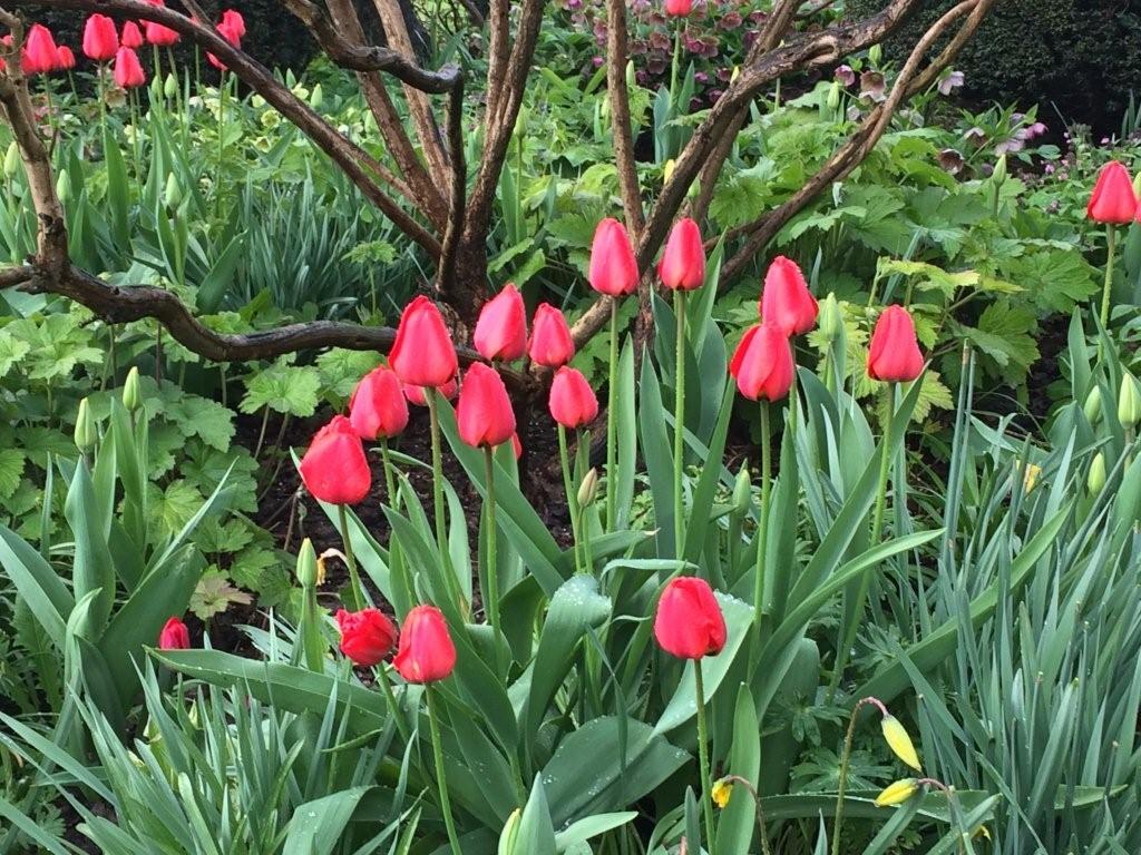 Diddens - Het Tuinpad Op / In Nachbars Garten