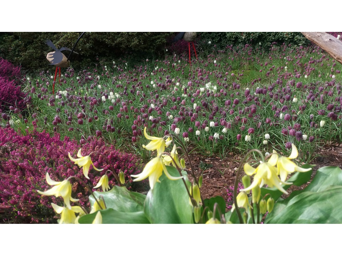 De Hoftuin - Het Tuinpad Op / In Nachbars Garten