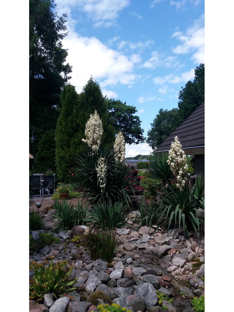 De Hoftuin - Het Tuinpad Op / In Nachbars Garten