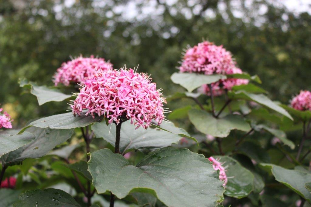 Jetske’s Tuin - Het Tuinpad Op / In Nachbars Garten