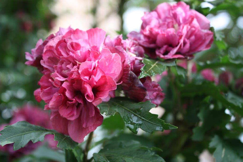 Jetske’s Tuin - Het Tuinpad Op / In Nachbars Garten