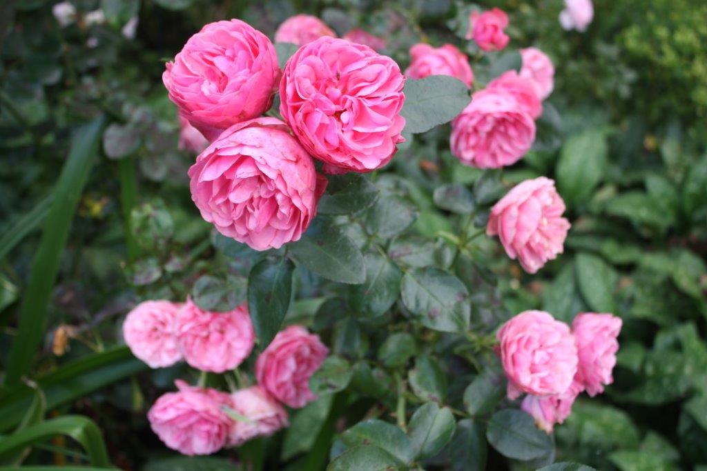 Jetske’s Tuin - Het Tuinpad Op / In Nachbars Garten