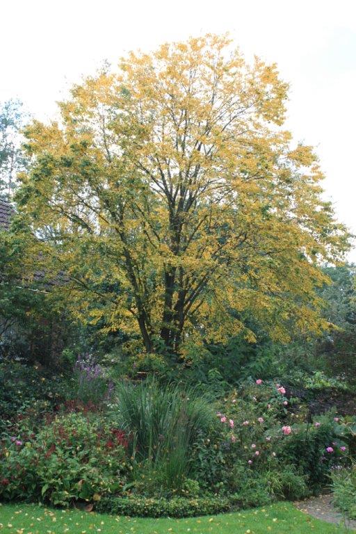 Jetske’s Tuin - Het Tuinpad Op / In Nachbars Garten