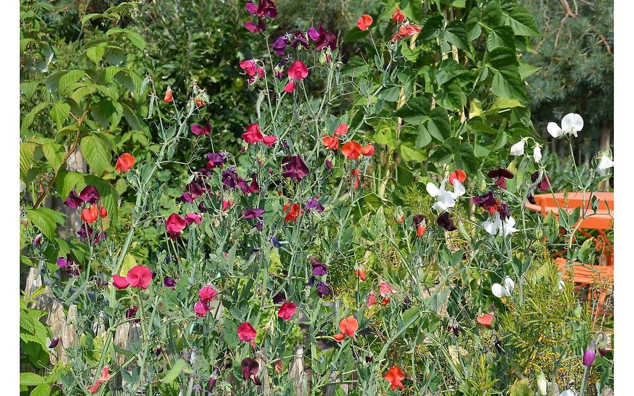 Tuin van Helen Buwalda - Het Tuinpad Op / In Nachbars Garten