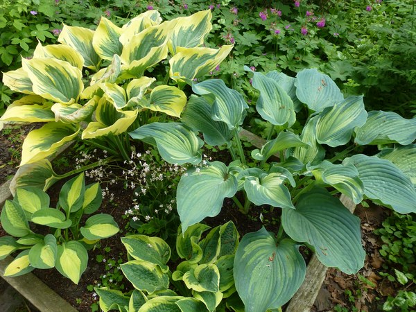 - Het Tuinpad Op / In Nachbars Garten
