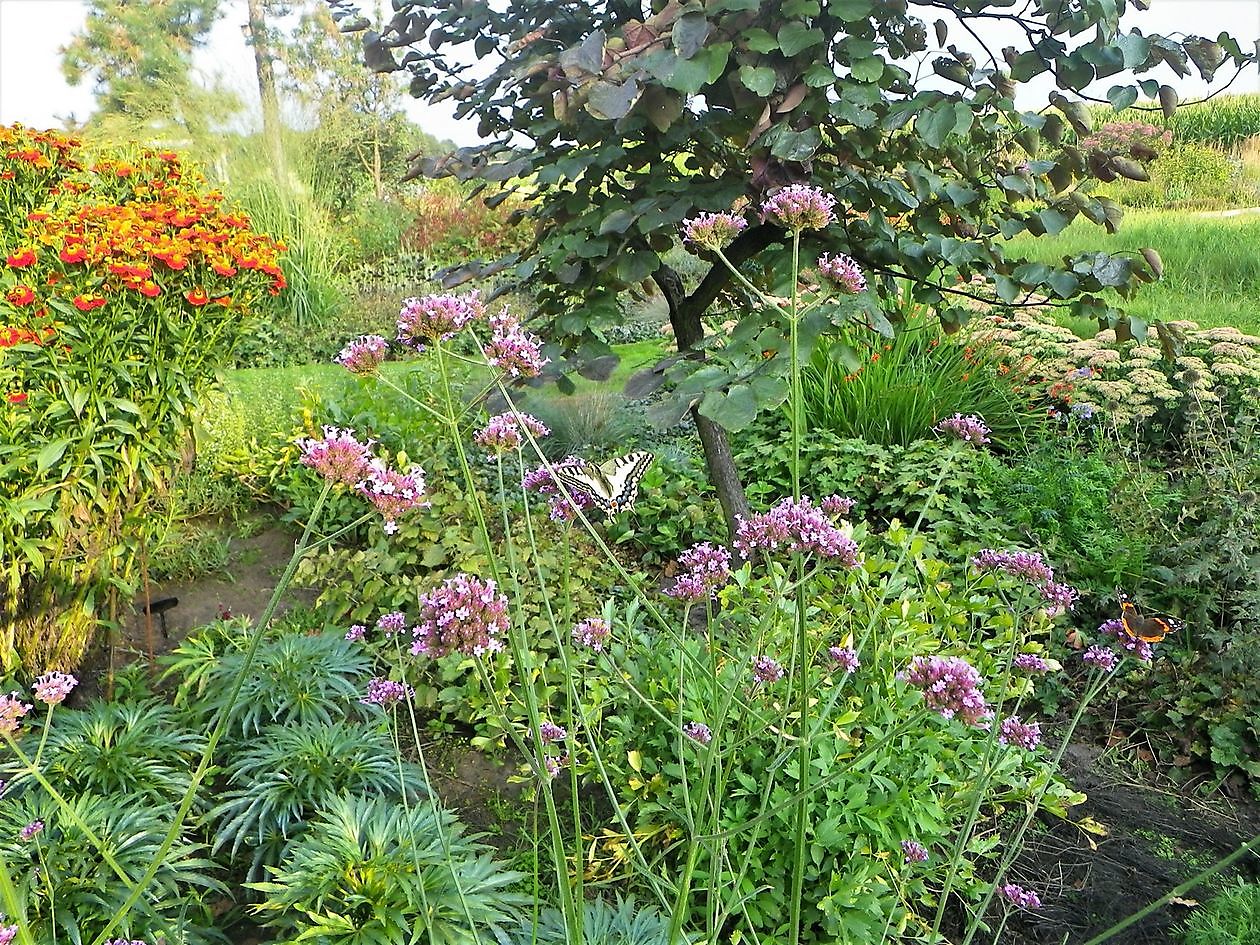 Tuin van Claudia Schipper - Het Tuinpad Op / In Nachbars Garten