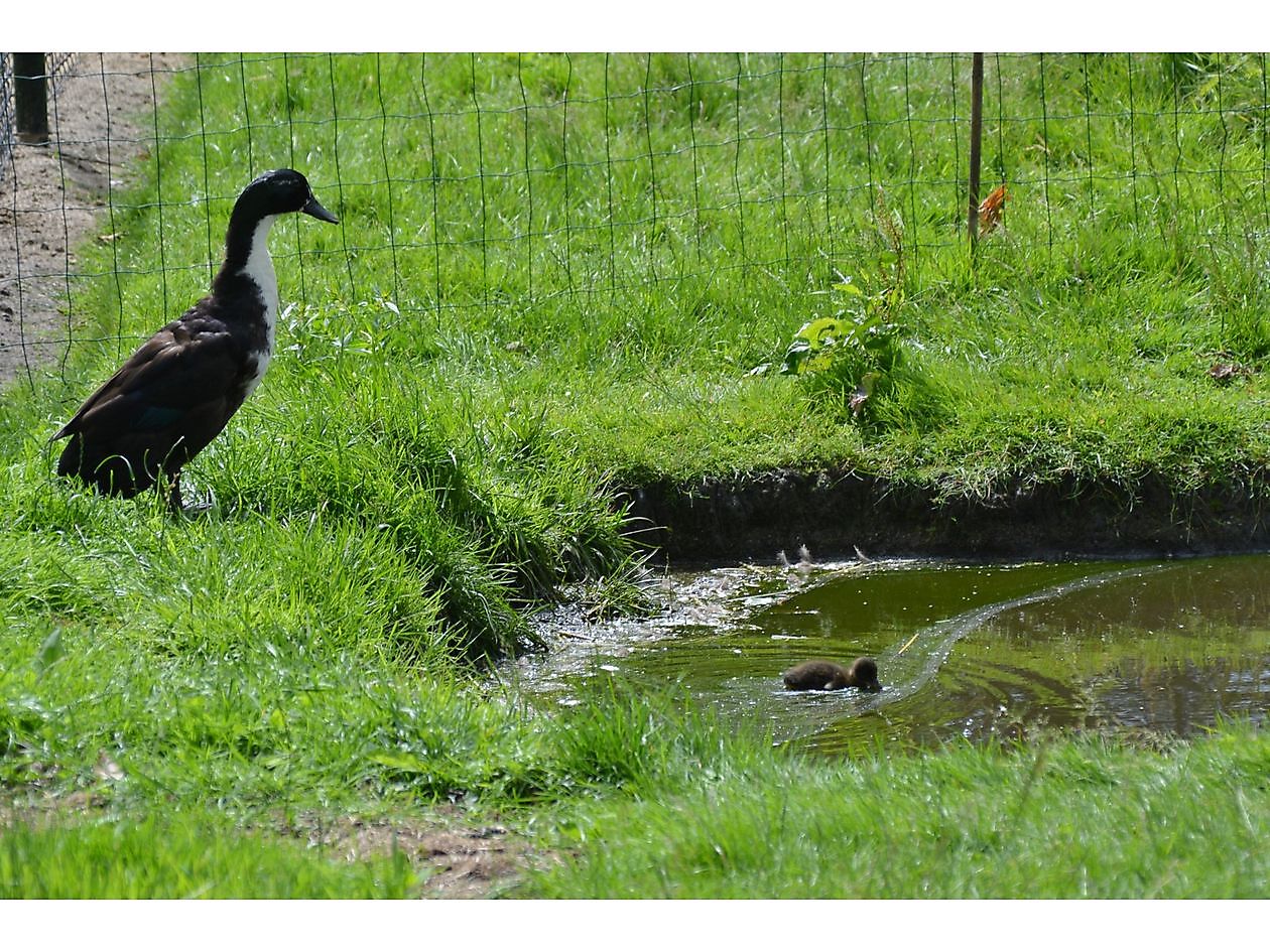 De Eendepoel - Het Tuinpad Op / In Nachbars Garten