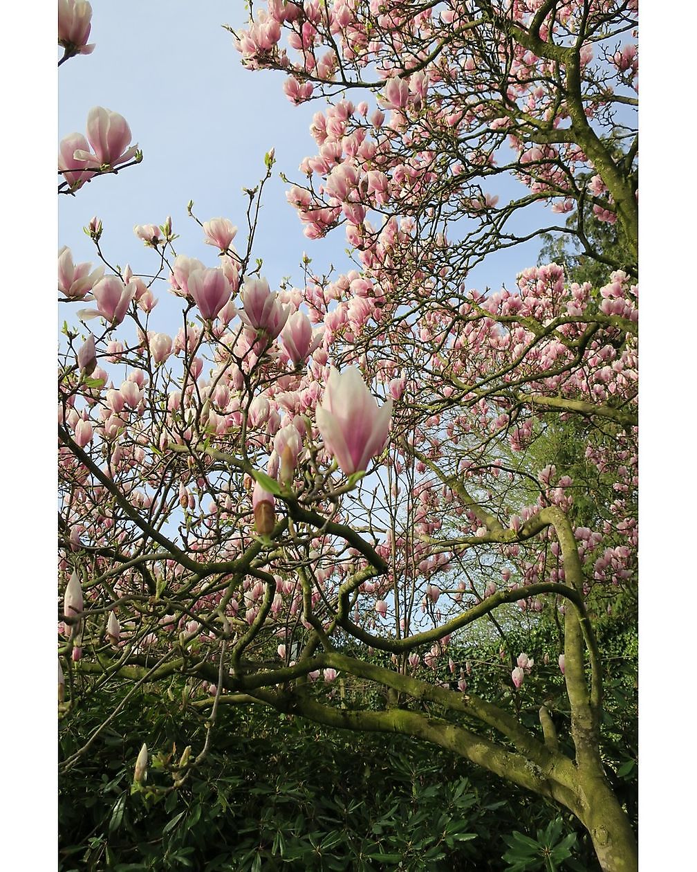 De Groene Weelde - Het Tuinpad Op / In Nachbars Garten