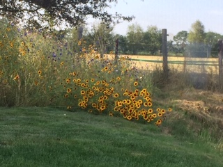 De Rode Melde - Het Tuinpad Op / In Nachbars Garten