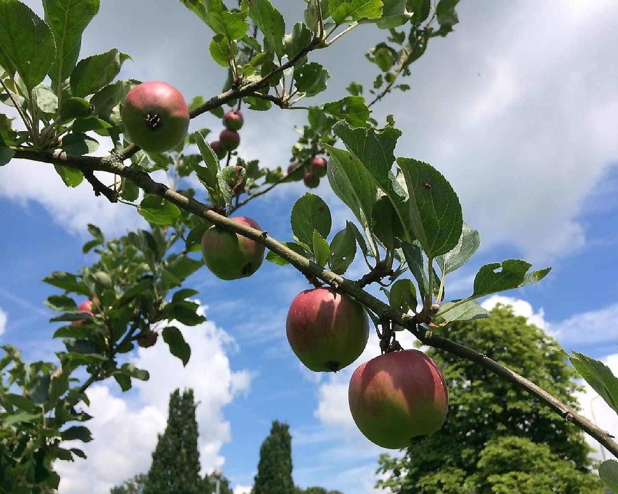 Drents Museum De Buitenplaats - Het Tuinpad Op / In Nachbars Garten