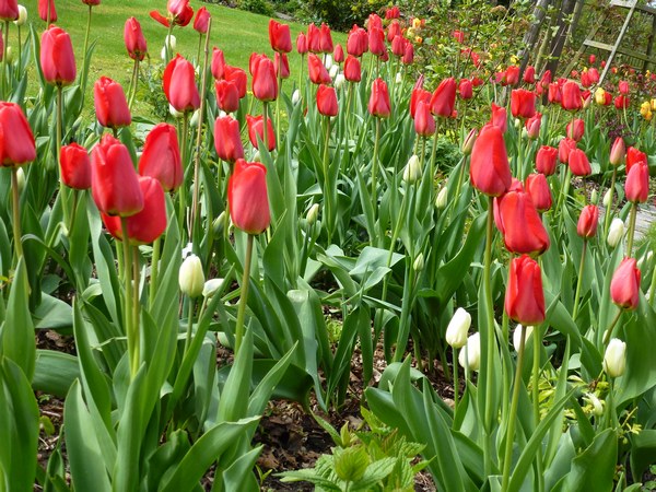  - Het Tuinpad Op / In Nachbars Garten