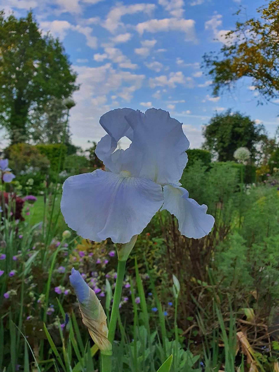 Tuin Nauta de Blaauw - Het Tuinpad Op / In Nachbars Garten