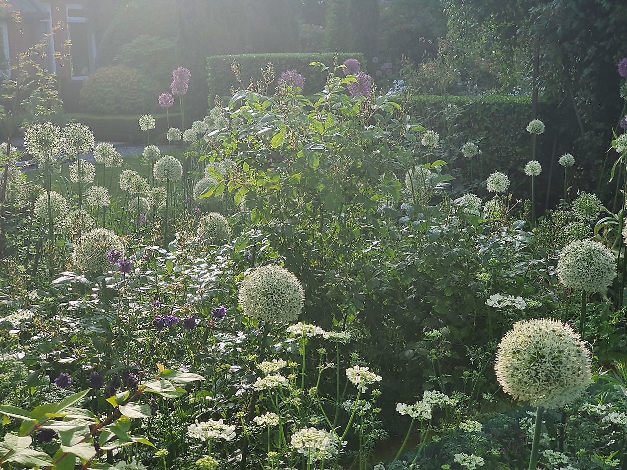 Tuin Nauta de Blaauw - Het Tuinpad Op / In Nachbars Garten