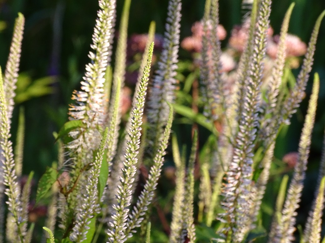 De Houtstek - Het Tuinpad Op / In Nachbars Garten