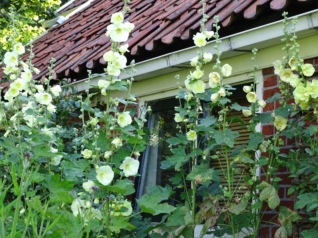 De Houtstek - Het Tuinpad Op / In Nachbars Garten