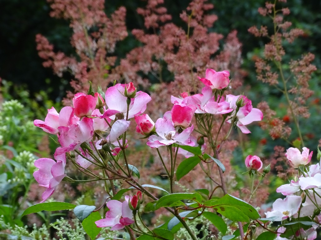 De Houtstek - Het Tuinpad Op / In Nachbars Garten