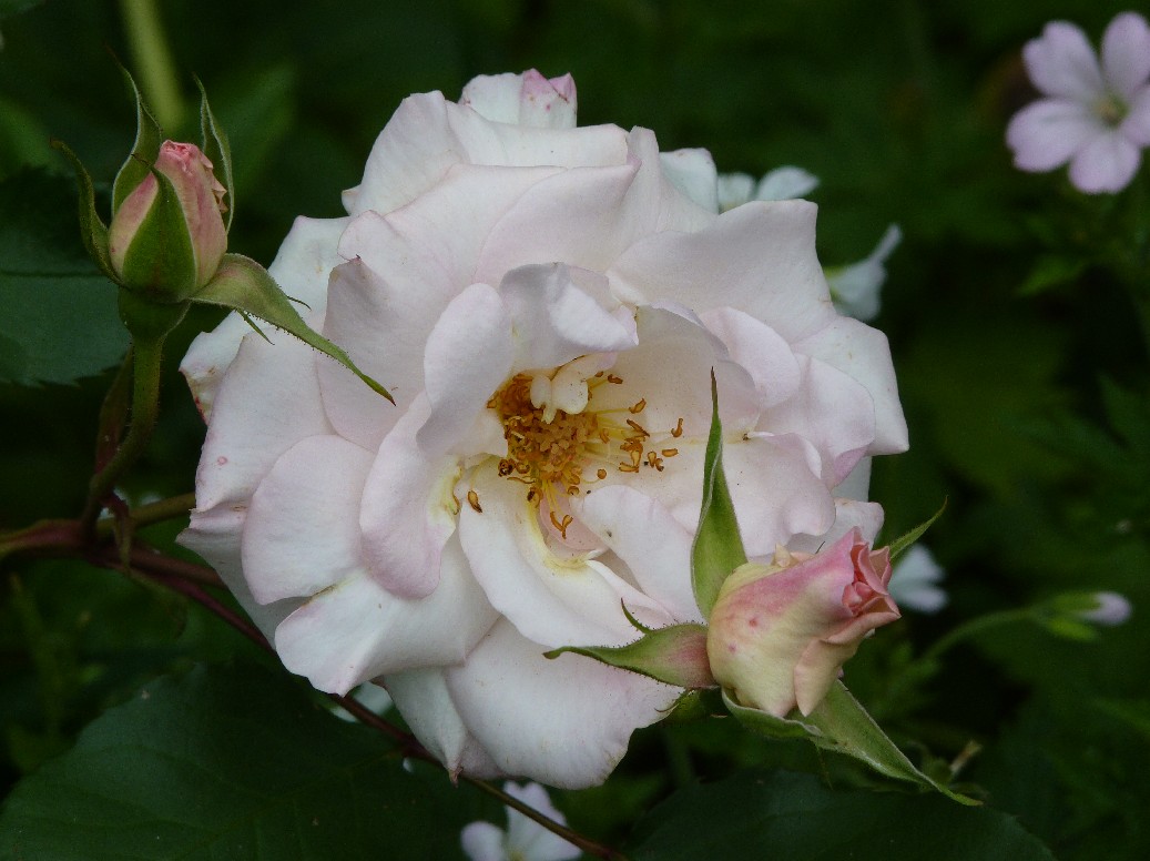 De Houtstek - Het Tuinpad Op / In Nachbars Garten