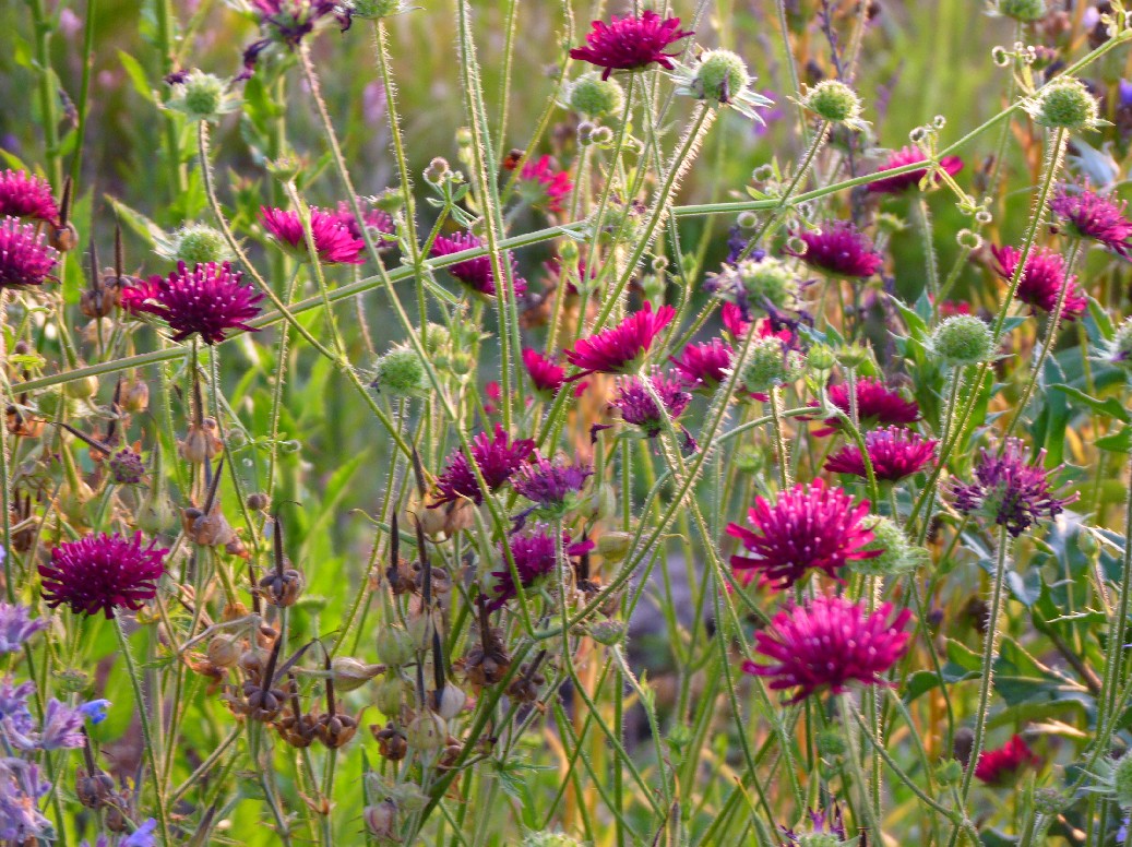 De Houtstek - Het Tuinpad Op / In Nachbars Garten