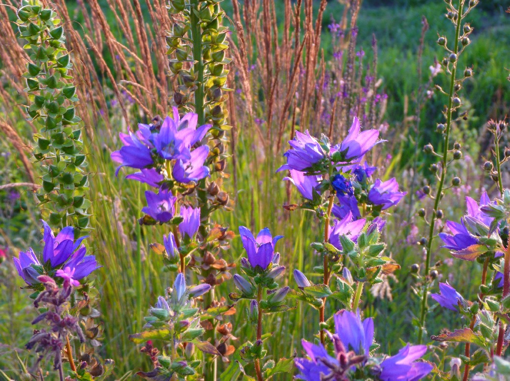 De Houtstek - Het Tuinpad Op / In Nachbars Garten