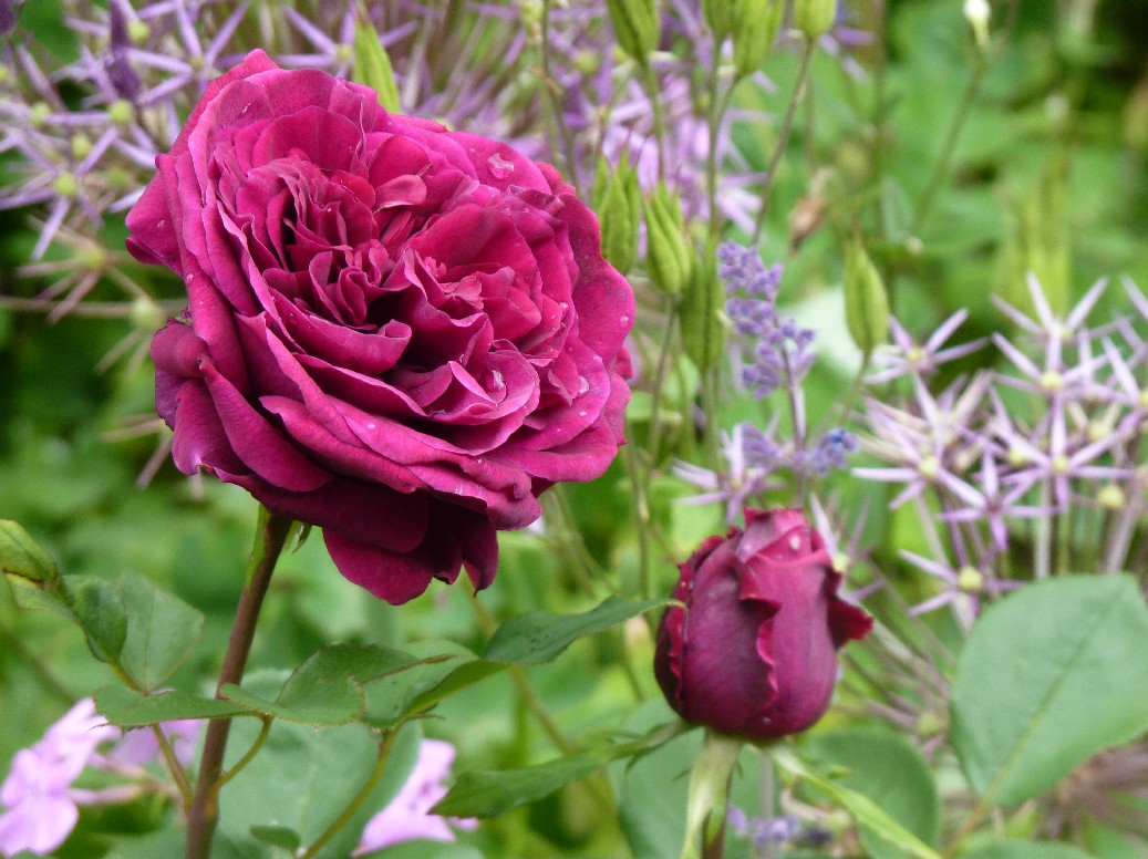 De Houtstek - Het Tuinpad Op / In Nachbars Garten