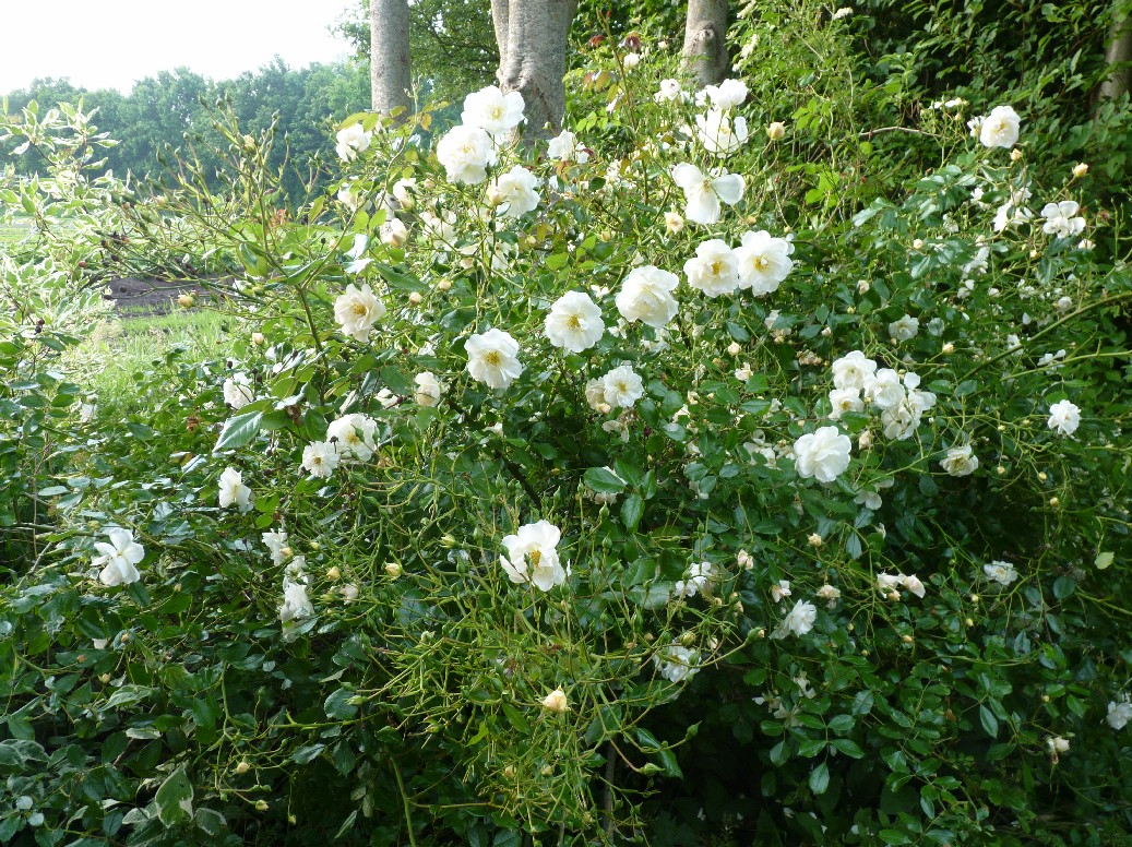 De Houtstek - Het Tuinpad Op / In Nachbars Garten