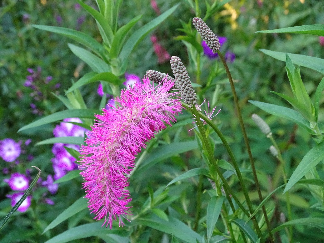 De Houtstek - Het Tuinpad Op / In Nachbars Garten