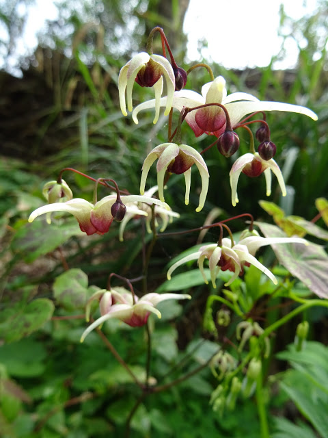 Jan Wilde een Tuin - Het Tuinpad Op / In Nachbars Garten