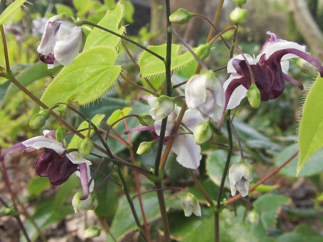 Jan Wilde een Tuin - Het Tuinpad Op / In Nachbars Garten