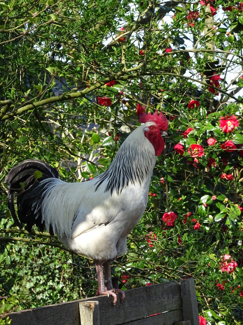 Jan Wilde een Tuin - Het Tuinpad Op / In Nachbars Garten