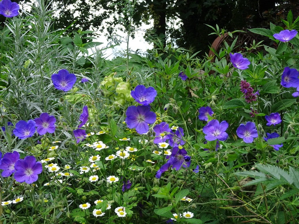 Jan Wilde een Tuin - Het Tuinpad Op / In Nachbars Garten