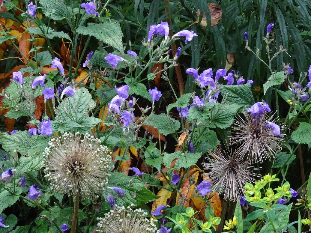 Jan Wilde een Tuin - Het Tuinpad Op / In Nachbars Garten