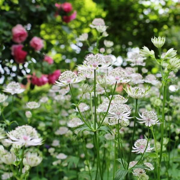 Tuin Meyer - Het Tuinpad Op / In Nachbars Garten