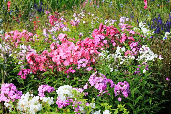 Tuin Meyer - Het Tuinpad Op / In Nachbars Garten