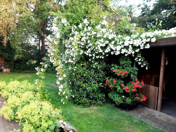 Tuin der verscheidenheid - Het Tuinpad Op / In Nachbars Garten