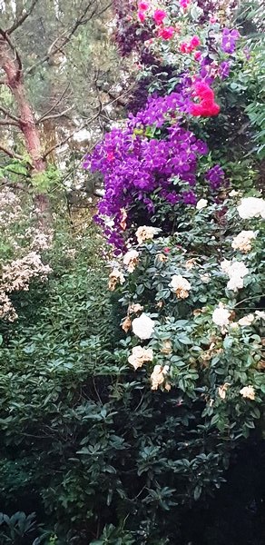 Tuin van Wilfried Rösner - Het Tuinpad Op / In Nachbars Garten