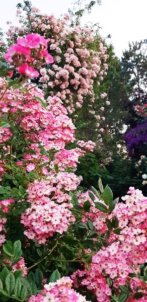 Tuin van Wilfried Rösner - Het Tuinpad Op / In Nachbars Garten